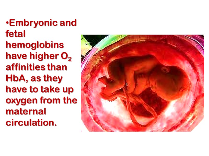 Embryonic and fetal hemoglobins have higher O2 affinities than HbA, as they have to